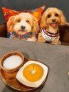 【ご宿泊のお客さま】Tiffany(ティファニー)ちゃん マルプー