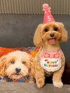 【ご宿泊のお客さま】Tiffany(ティファニー)ちゃん マルプー