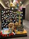 【ご宿泊のお客さま】Tiffany(ティファニー)ちゃん マルプー