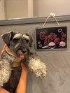【ご宿泊のお客さま】とろたくちゃん ミニチュアシュナウザー