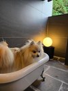 【ご宿泊のお客さま】マリリンちゃん ポメラニアン