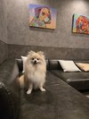 【ご宿泊のお客さま】マリリンちゃん ポメラニアン