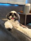 【ご宿泊のお客さま】あんちゃん シーズー