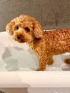 【ご宿泊のお客さま】麦ちゃん トイプードル
