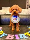 【ご宿泊のお客さま】麦ちゃん トイプードル
