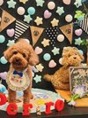 【ご宿泊のお客さま】麦ちゃん トイプードル