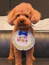 【ご宿泊のお客さま】麦ちゃん トイプードル