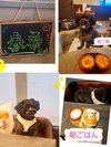 【ご宿泊のお客さま】春希ちゃん ポメプー