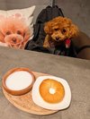 【ご宿泊のお客さま】ルルちゃん #トイプードル