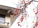 *建物と自然が近くに感じられる環境。四季折々の景色が旅情を深めます。