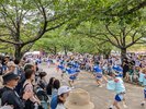 徳島城阿波おどり2024(お花見広場)流し踊り