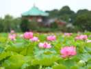 蓮の花(不忍池)