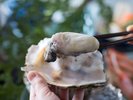 期間限定の岩ガキは、お刺身で。ご希望に沿って焼くこともできますので、お気軽にご相談下さい。