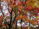 水沢もみじ谷