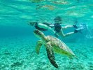 【感動体験シュノーケルツアー】海をのぞけば、そこはまるで竜宮城のよう。