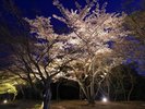 2025年 散策路 夜桜