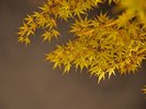 秋になりますと、露天風呂の紅葉が赤く色づき、風情ある景色をお楽しみいただけます。
