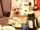 【愛犬家族】リビングダイニング