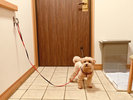 【愛犬家族】リードフック
