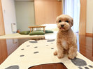 【愛犬家族】リビングダイニング