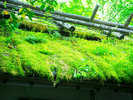 【外観/玄関】茅葺屋根には緑鮮やかな草木や苔が生え、自然と一体になる穏やかな時間を感じさせます。