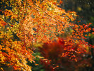 【風景】秋には色鮮やかな紅葉が訪れる人を楽しませます。