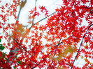 【風景】秋には色鮮やかな紅葉が訪れる人を楽しませます。