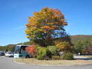駐車場の紅葉も色づき始めました。