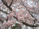 有馬の桜 見頃は4月上旬〜中旬です