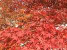 紅葉の見頃は11月中旬〜下旬です