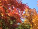 紅葉の名所『瑞宝寺公園』まで、徒歩約10分です