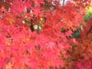 秋を彩る六甲山の風景