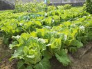 心を込めて様々な無農薬野菜を作ってます。