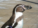 「九十九島動植物園森きらら」【車】35分〜45分