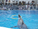 「九十九島水族館海きらら」【車】約35分
