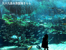 「九十九島水族館海きらら」【車】約35分