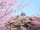 掛川桜
