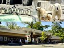 円山動物園