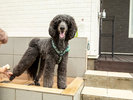 大型犬も余裕の広さ 足洗い場