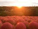 コキア【秋】(国営ひたち海浜公園提供)