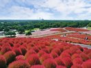 コキア【秋】(国営ひたち海浜公園提供)