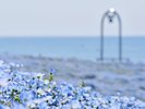 ネモフィラ【春】(国営ひたち海浜公園提供)