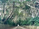 磯崎酒列神社参道