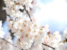 【千波湖】水戸の桜まつり開催(2026年3月28日〜4月12日まで)ホテルから車で約30分