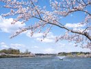 千波湖畔さくら(ボートに乗って水上から満開の桜を堪能)ホテルから車で約30分