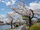 【千波湖畔】約750本の桜から成る桜並木の遊歩道。ホテルから車で約30分