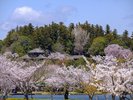 「日本三名園」偕楽園。桜の名所「千波湖畔」周囲3kmのひょうたん形の湖です