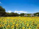 例年8月中旬にヒマワリが見頃。「みはらしの里」では、背の高い大輪のヒマワリを一面に植栽。