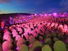 【緑コキアライトアップ】夜に音とライトアップで約4万本のコキアが見せる鮮やかな景色。