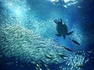 【大洗水族館/出会いの海の大水槽】黒潮と親潮が交わる茨城沖合の豊かな海を再現。ホテルから車で約5分